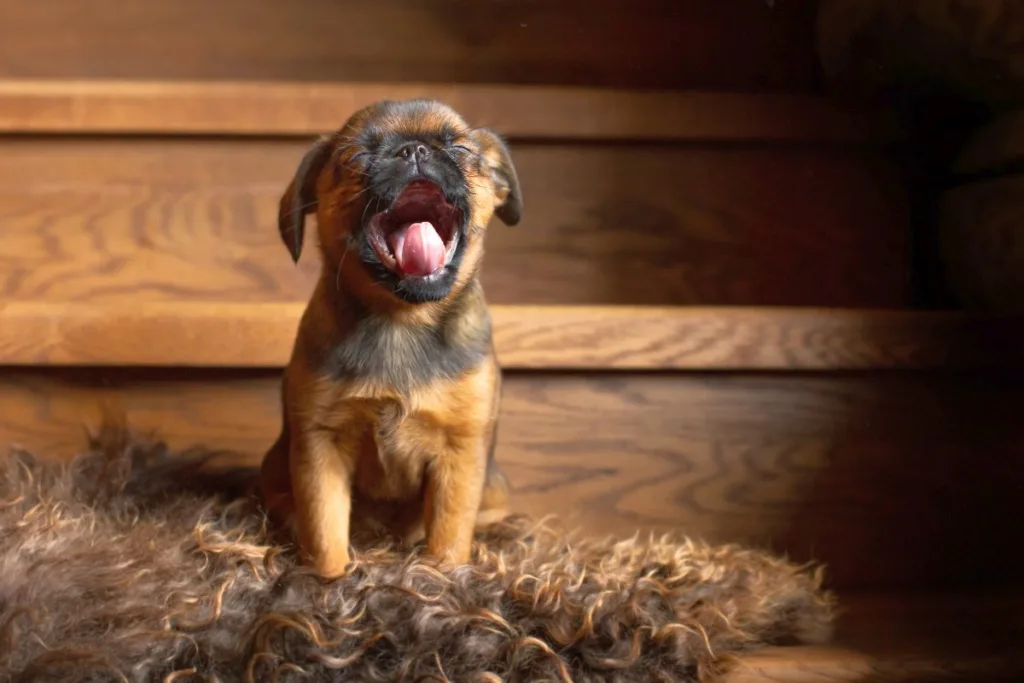 Ile razy dziennie powinno się karmić szczeniaka