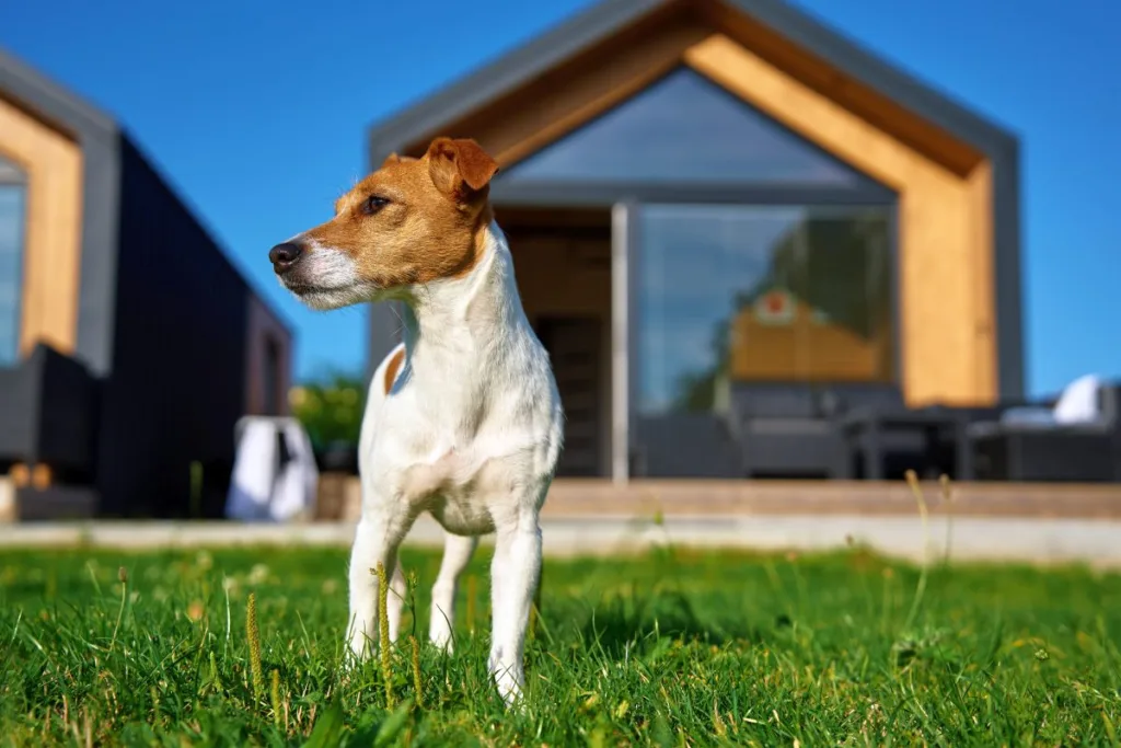 Dorosły pies w nowym domu